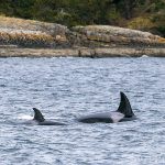 Orcas in Washington Whales
