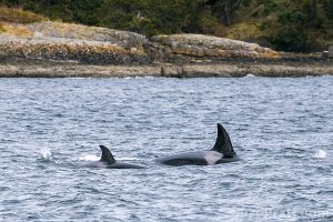 Orcas in Washington Whales