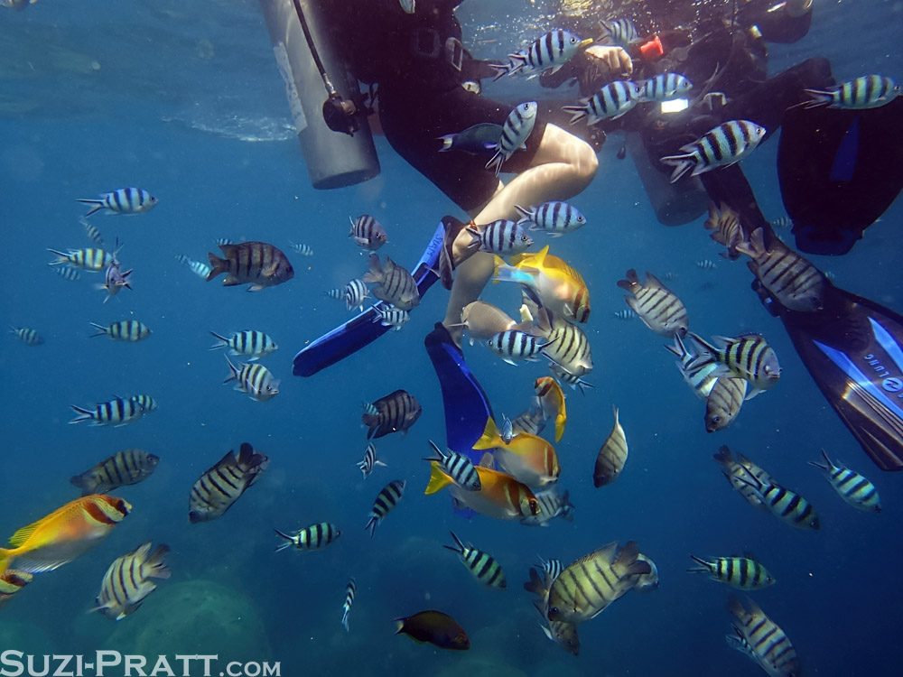 Ko Tao scuba diving underwater photography